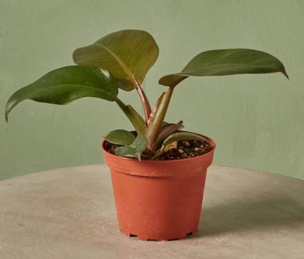 Philodendron Black Caldron