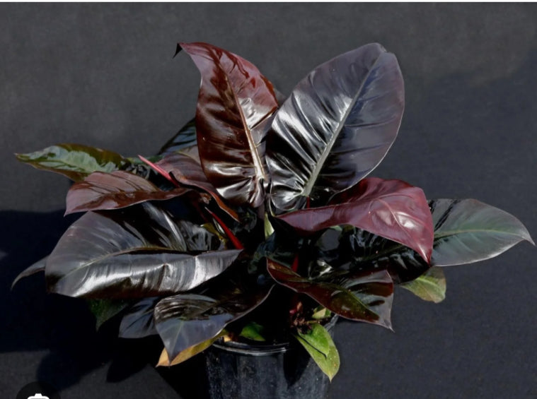 Philodendron Black Caldron - 4in