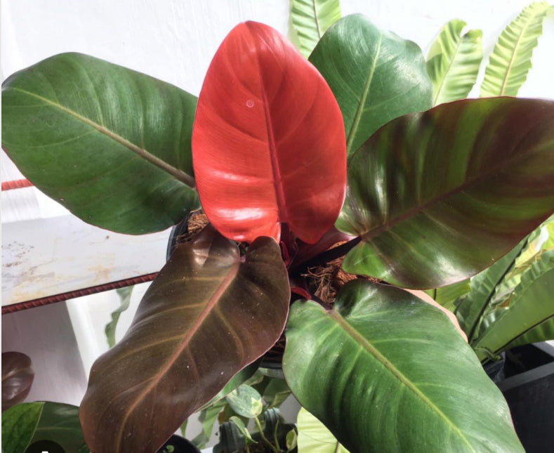 Philodendron Cherry Red - 4in
