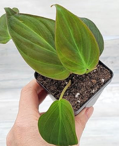 Philodendron Micans live philodendron from Mulliken Nursery
