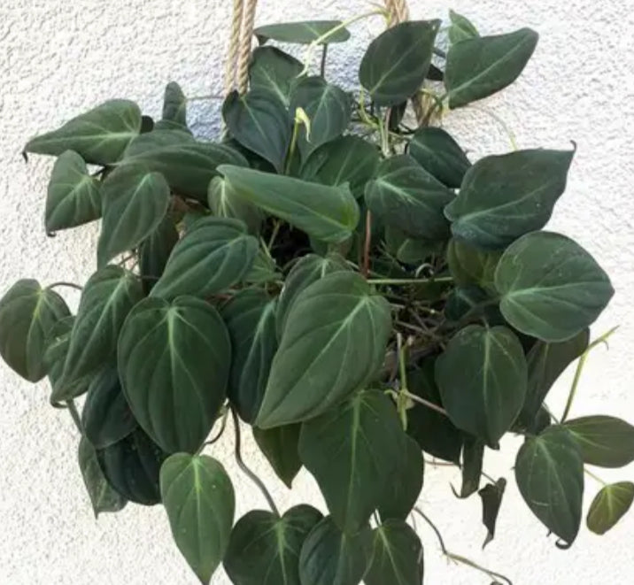 Philodendron Micans - 04in