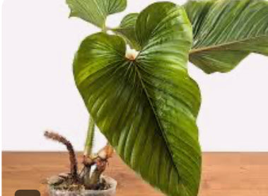 Philodendron Serpens - 04in