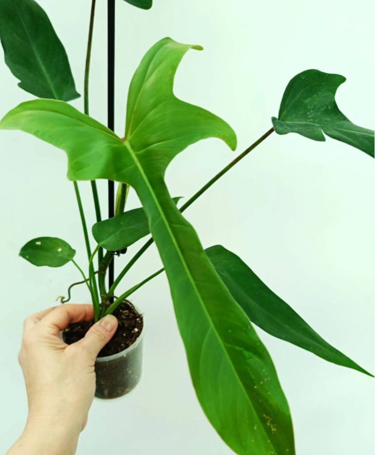Philodendron Longilobatum - 04in