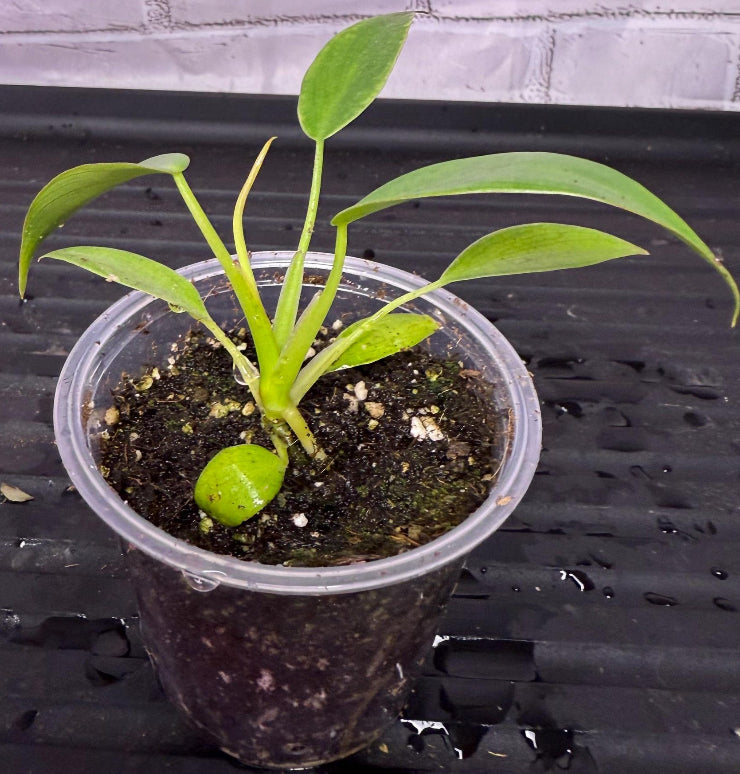 Philodendron Longilobatum - 04in