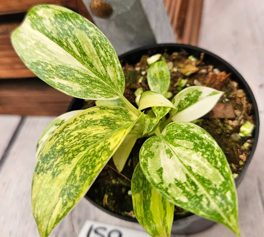 Philodendron Green Congo Var. Nuclear - 04in