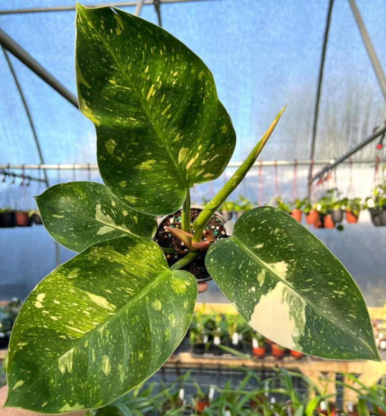 Philodendron Green Congo Var. Nuclear - 04in