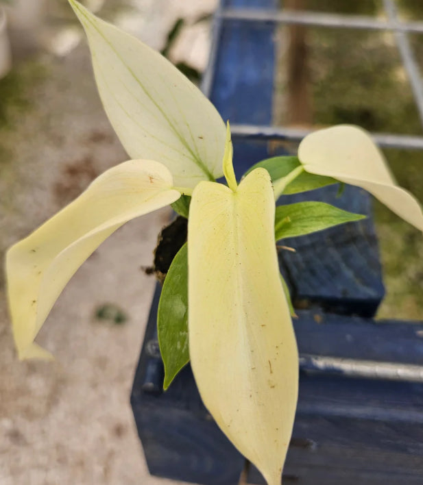 Philodendron Florida Ghost - 04in