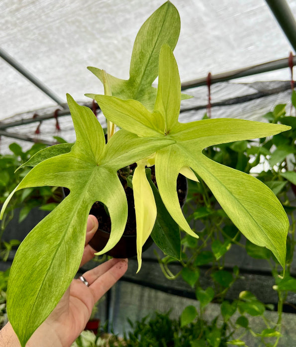 Philodendron Florida Ghost - 04in