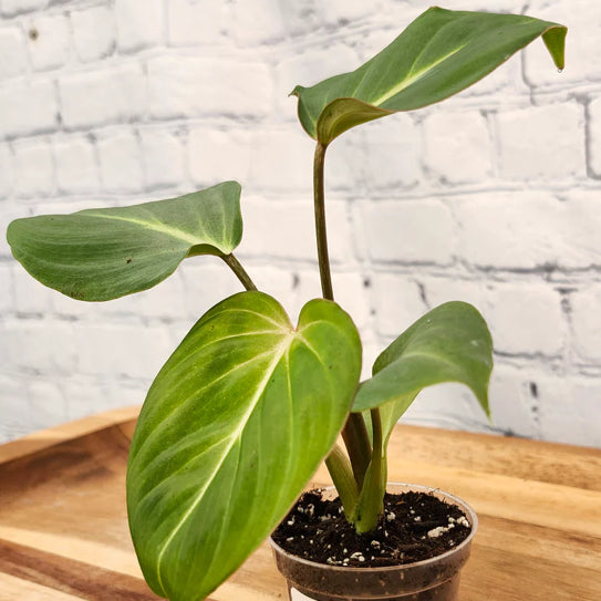 Philodendron Gloriosum - 04in