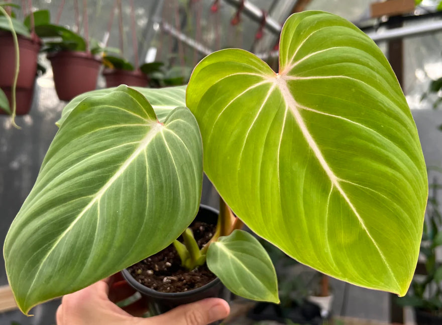 Philodendron Gloriosum - 04in