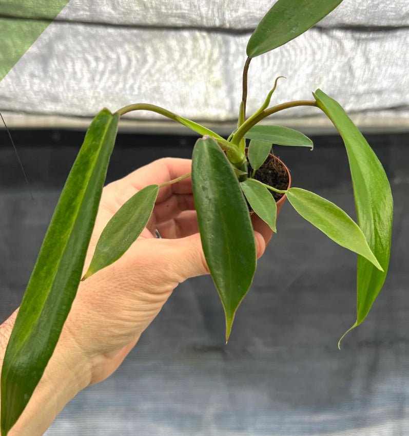 Philodendron Joepii - 4in