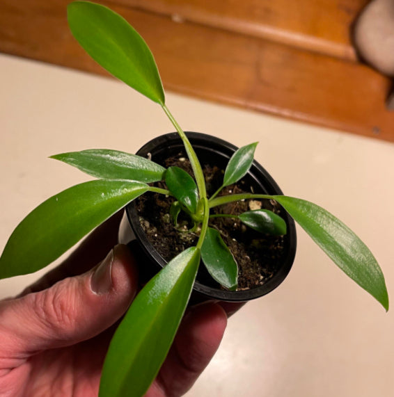 Philodendron Joepii live philodendron from Mulliken Nursery