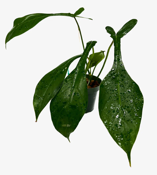 Philodendron Joepii - 4in