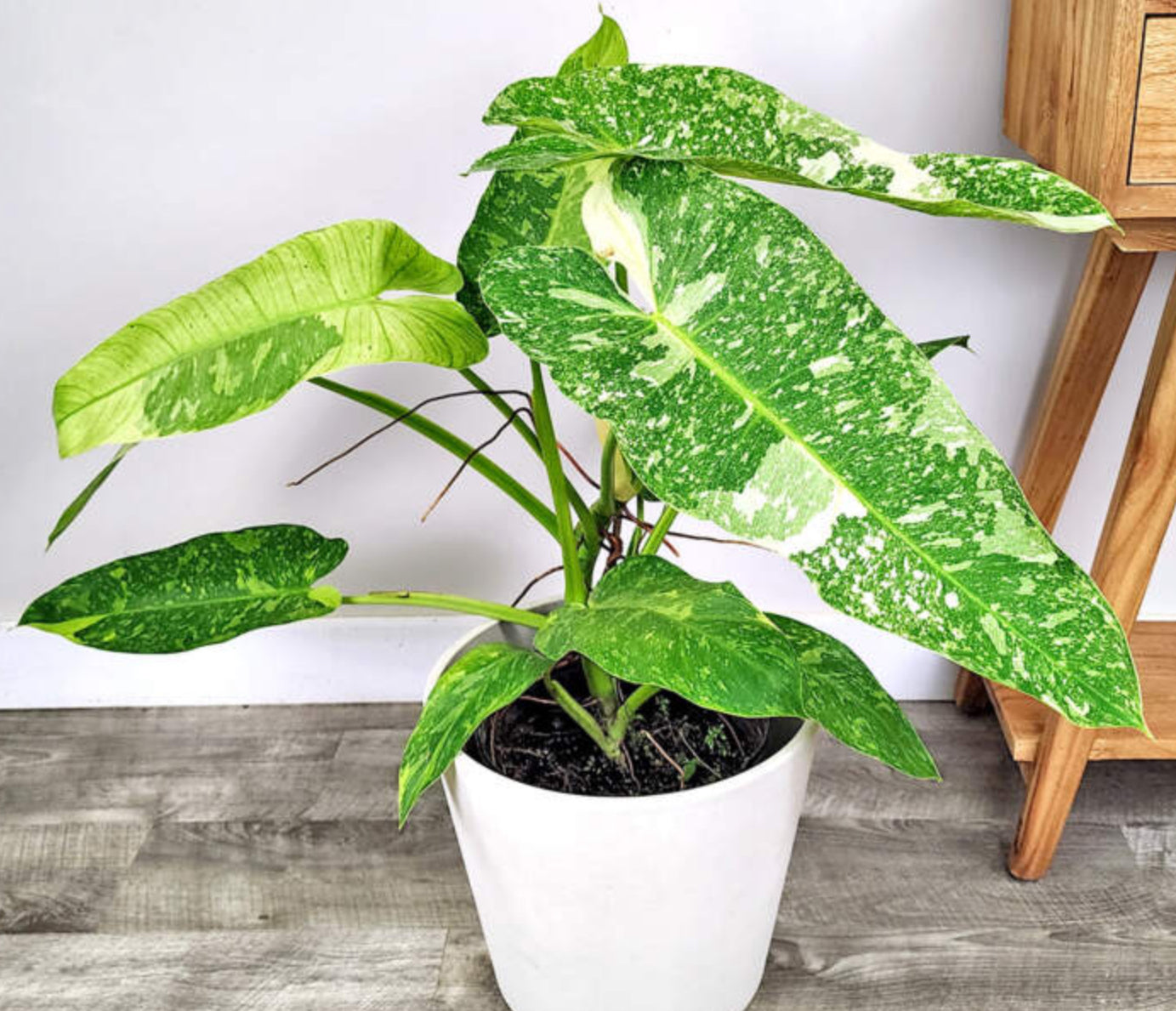 Philodendron Jose Buono - 04in