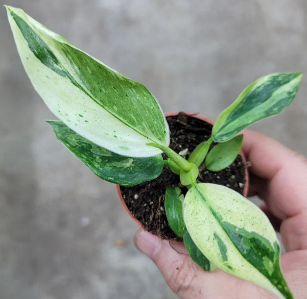Philodendron Jose Buono - 04in