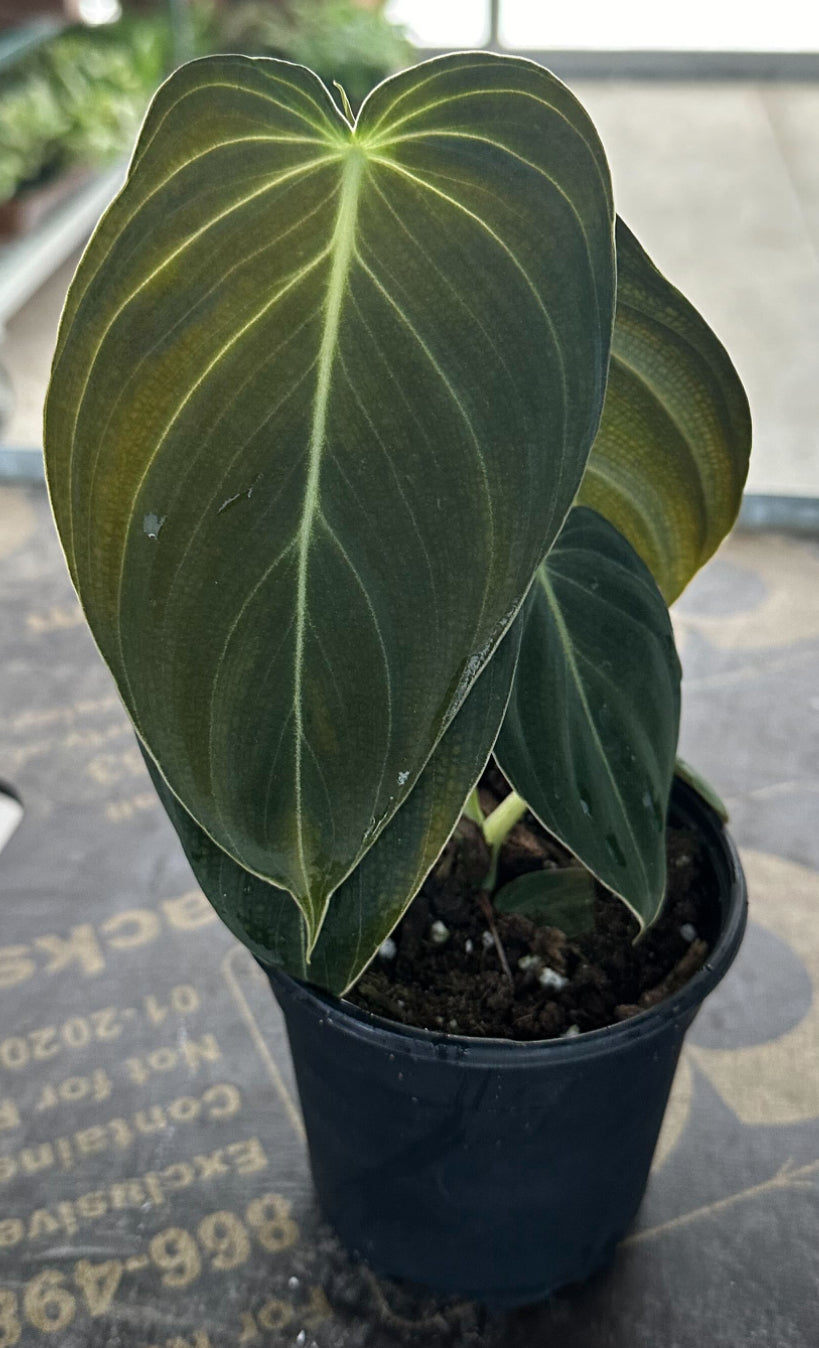 Philodendron Melanochrysum - 04in