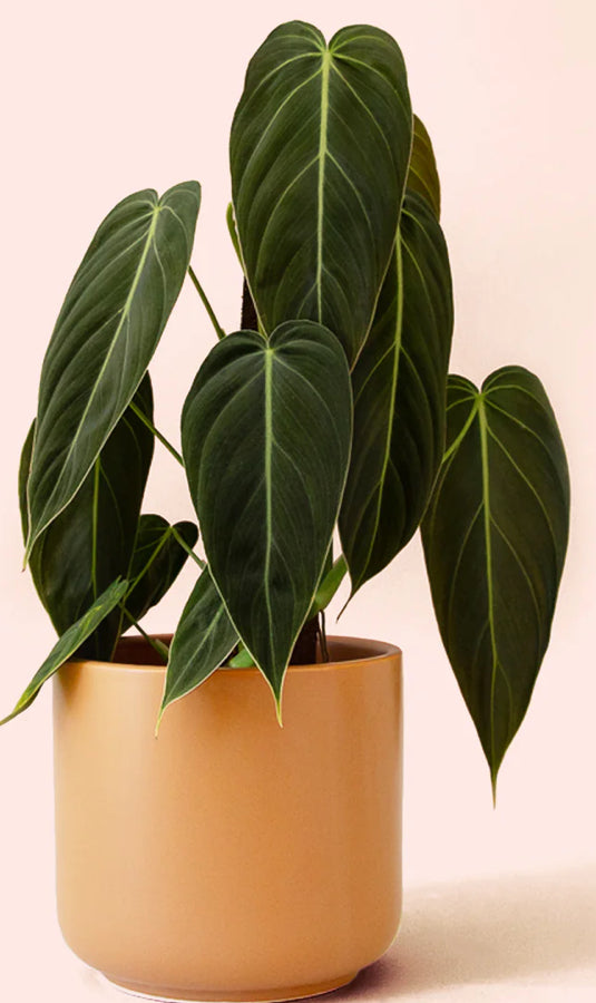 Philodendron Melanochrysum - 04in