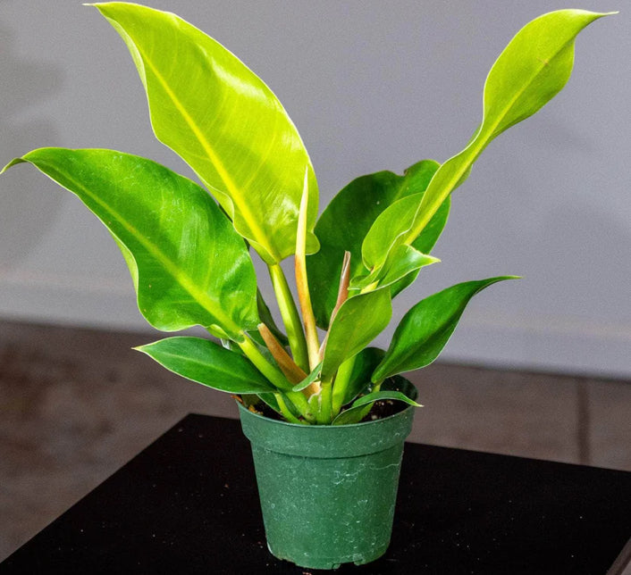 Philodendron Moonlight live philodendron from Mulliken Nursery