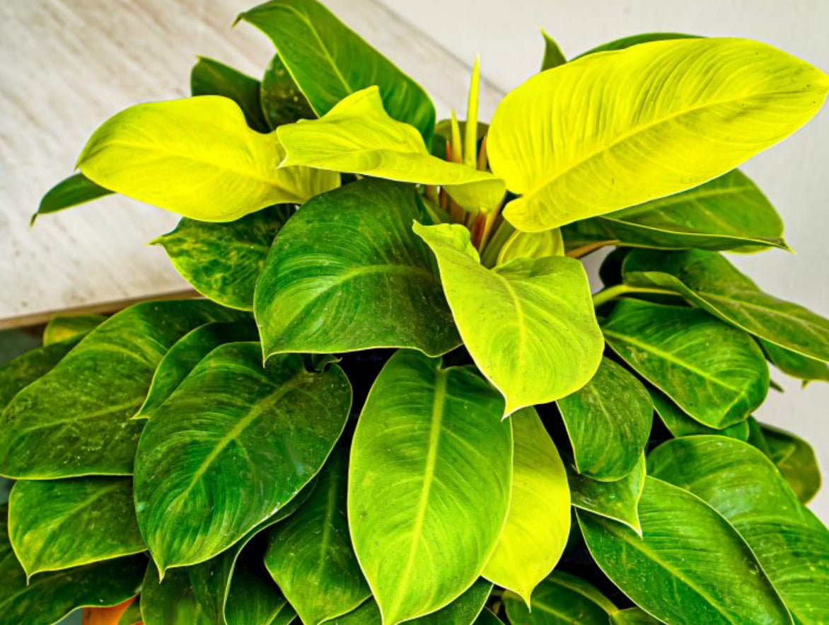 Philodendron Moonlight - 4in