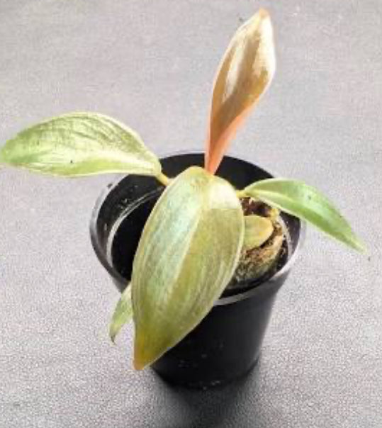 Philodendron Prince of Orange