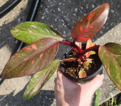Philodendron Orange Princess Var - 4in