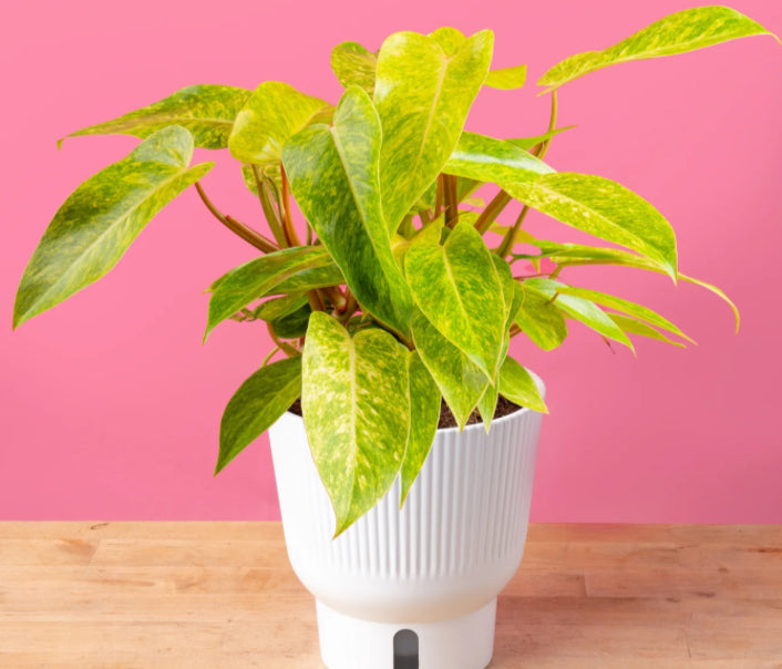 Philodendron Painted Lady - 04in