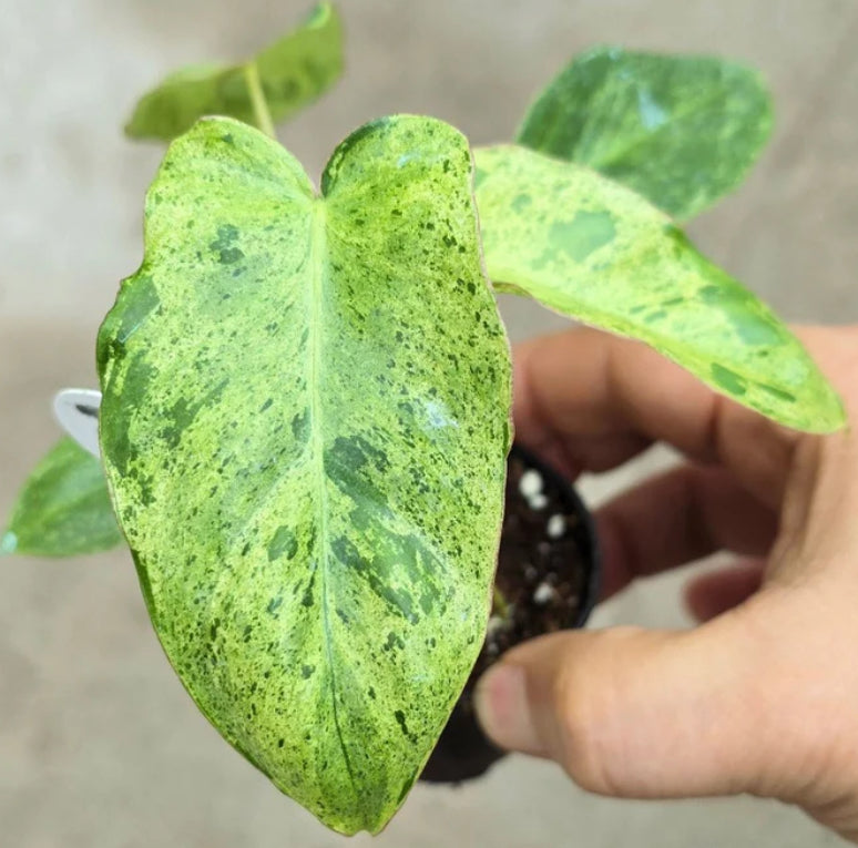 Philodendron Paraiso Verde - 4in