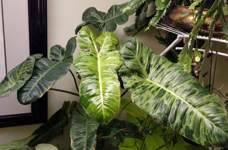 Philodendron Paraiso Verde - 4in