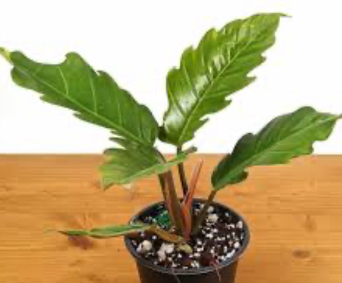 Philodendron Pink Pluto - 4in