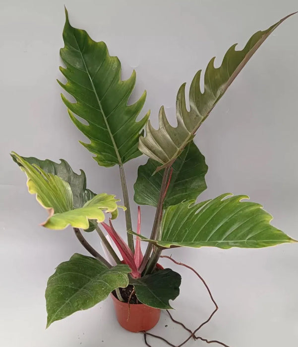 Philodendron Pink Pluto - 4in