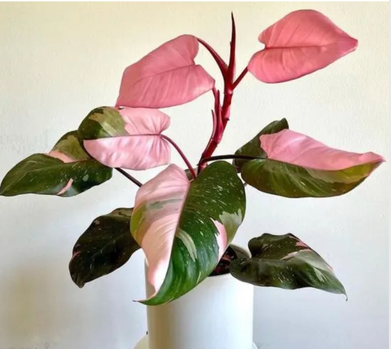 Philodendron Pink Princess - 4in
