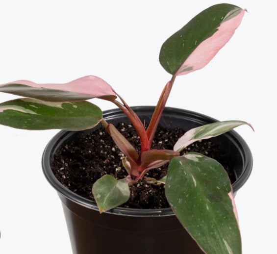Philodendron Pink Princess - 4in