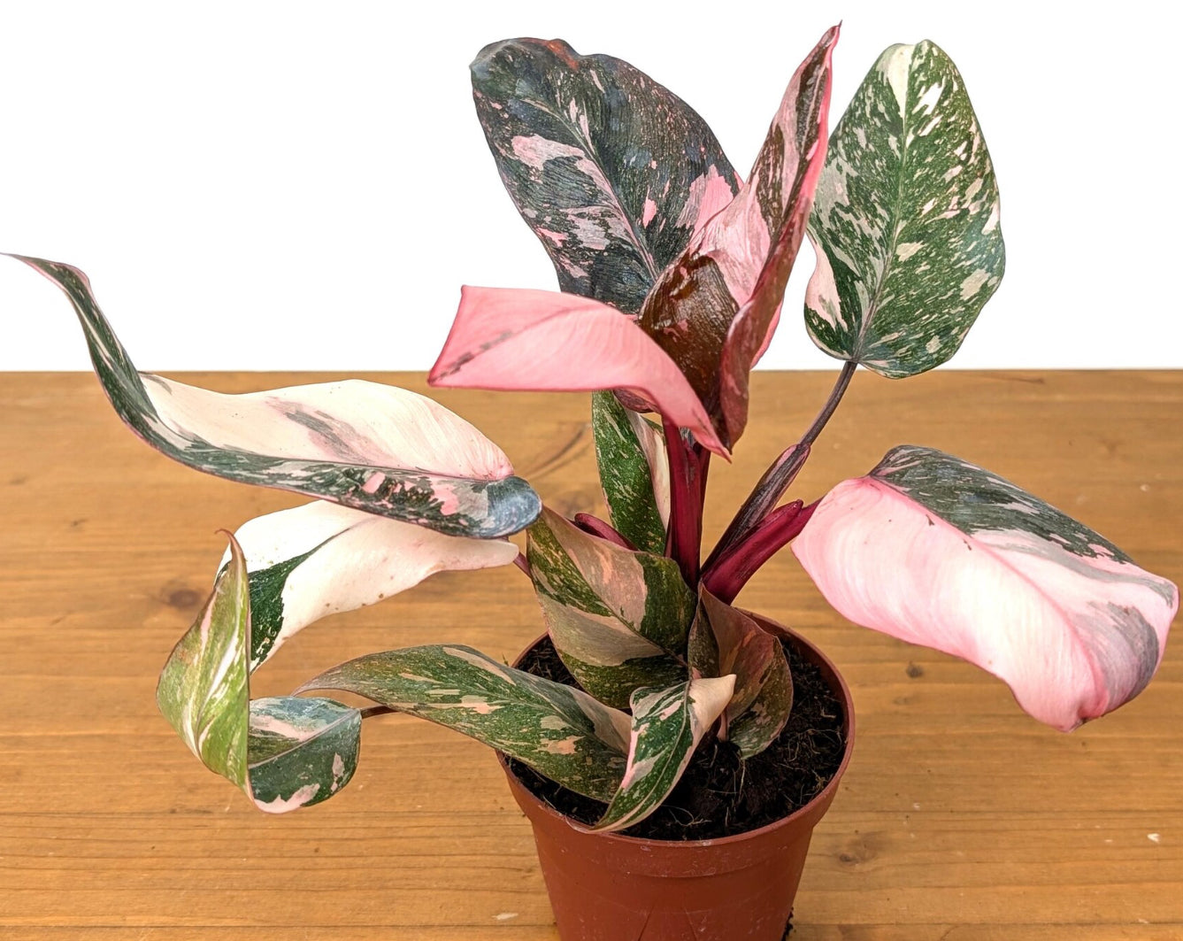 Philodendron Pink Princess Galaxy - 4in