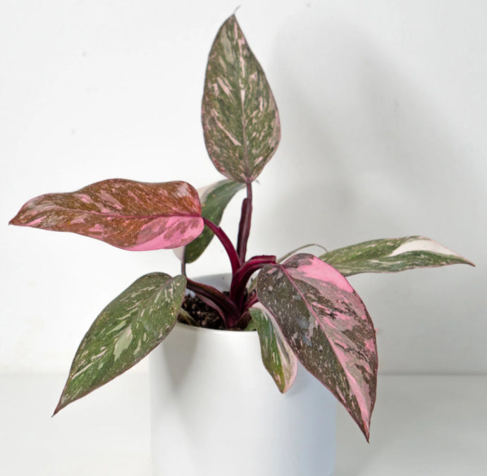 Philodendron Pink Princess Galaxy live philodendron from Mulliken Nursery