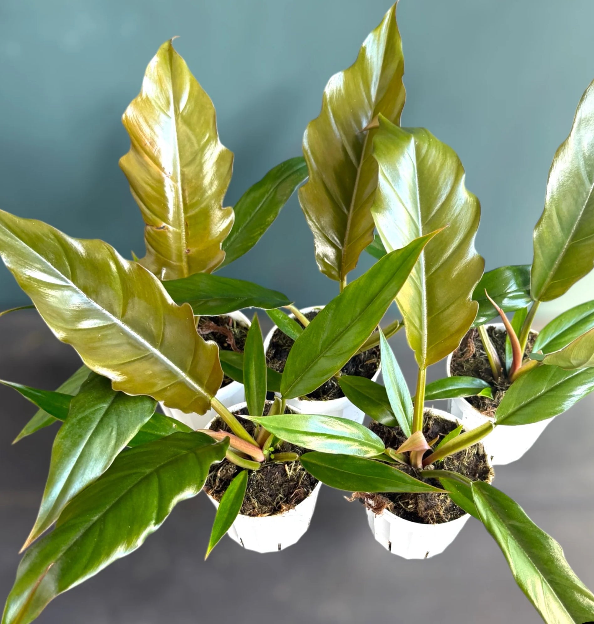 Philodendron Pluto “Choco Empress” (4")