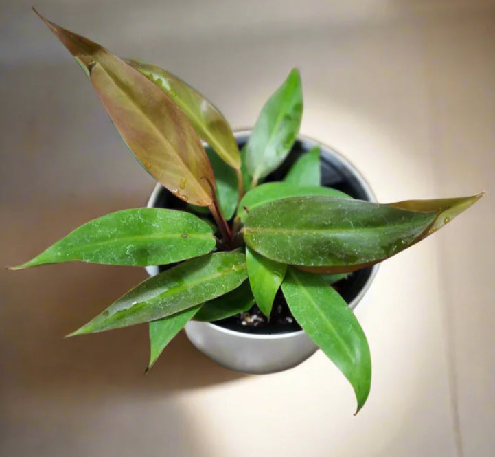 Philodendron Red Sun live philodendron from Mulliken Nursery