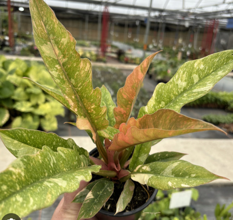 Philodendron Ring Of Fire - 4in