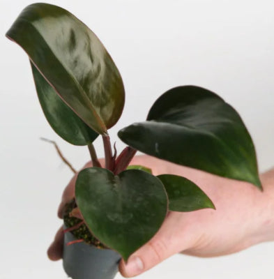 Philodendron Rojo Congo