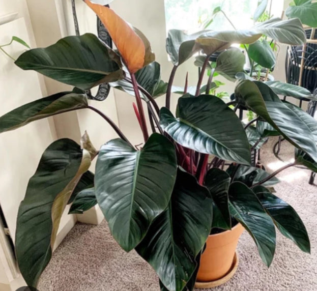Philodendron Rojo Congo - 4in