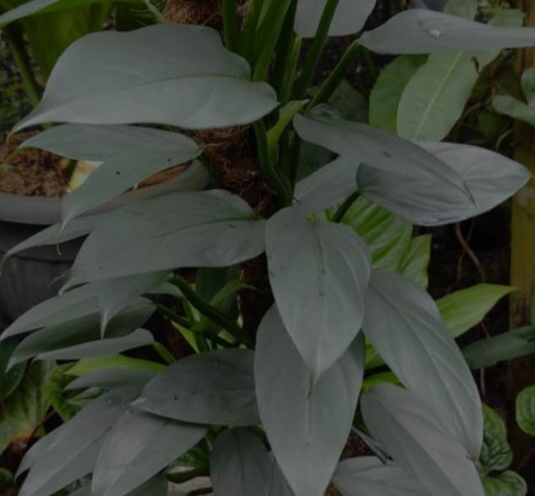 Philodendron Silver Sword - 04in
