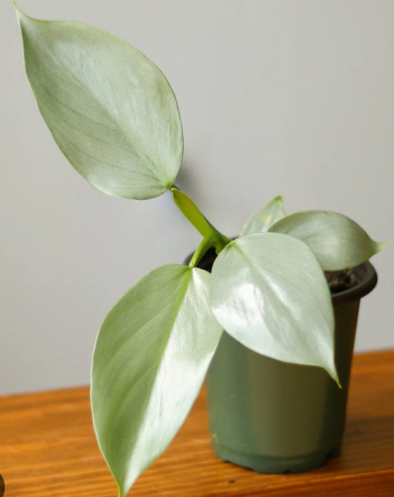Philodendron Silver Sword - 04in