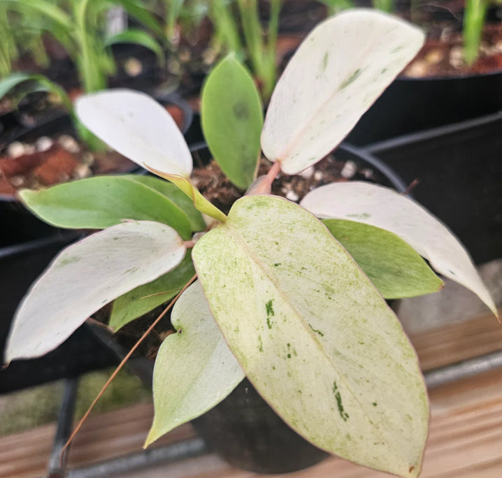 Philodendron Snowdrift - 04in