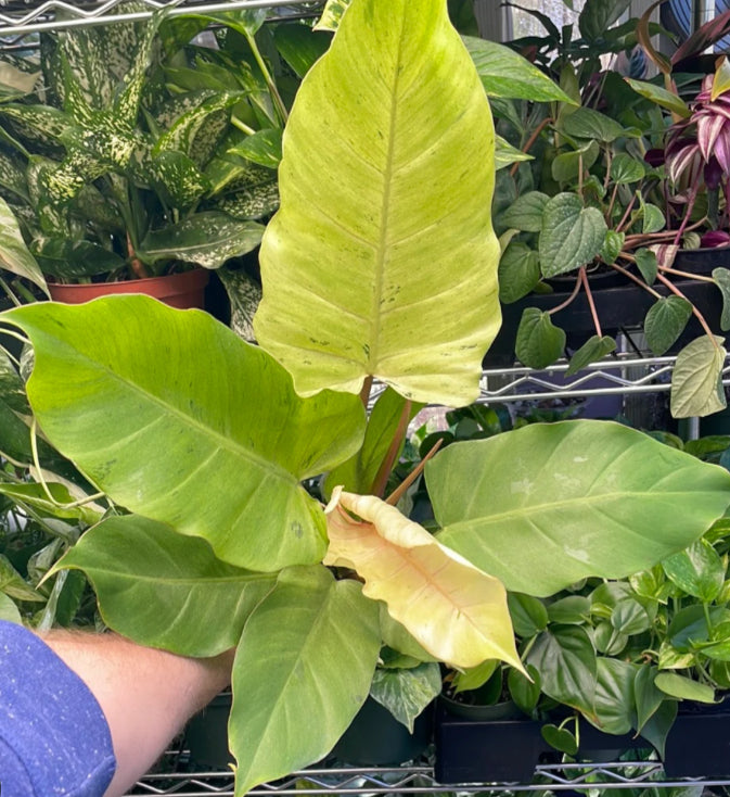 Philodendron Snowdrift - 04in
