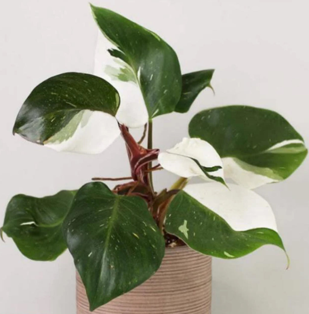Philodendron White Knight - 4in