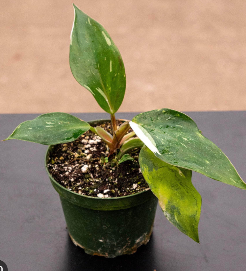Philodendron White Knight - 4in