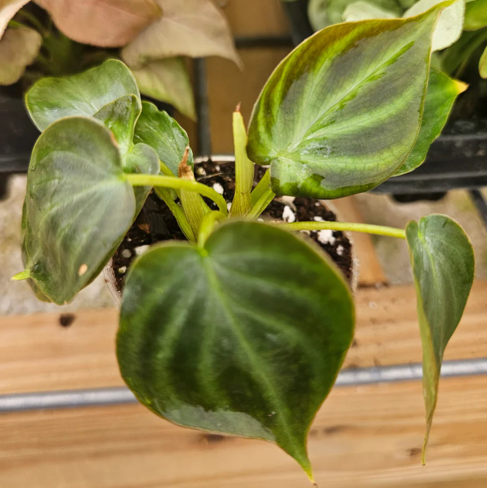 Philodendron Verrucosum