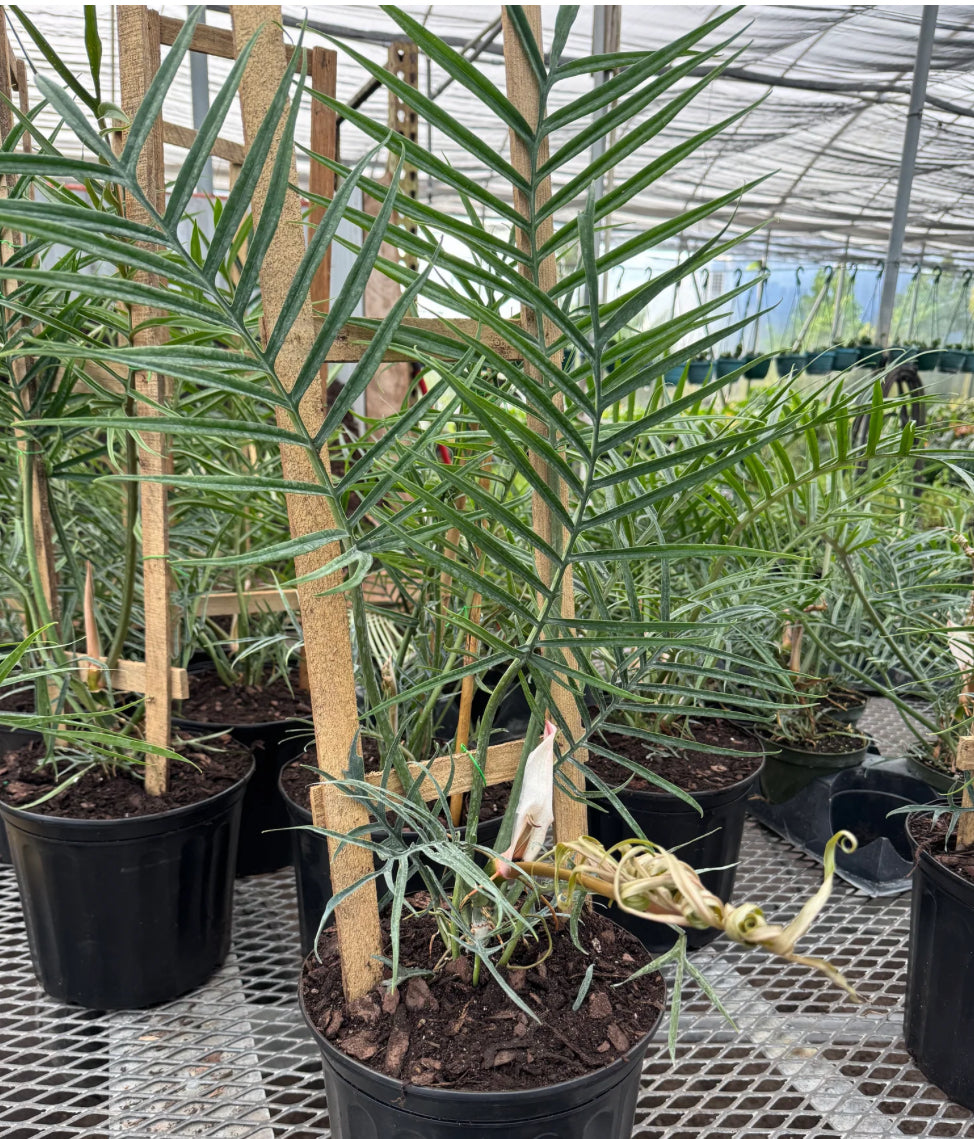 Philodendron Tortum - 4in