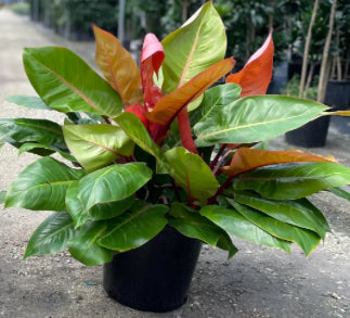 Philodendron Prince Of Orange