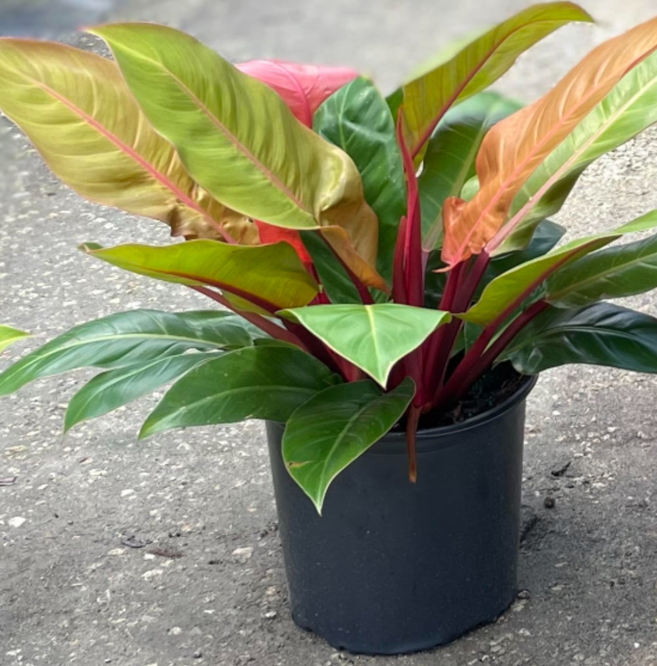 Philodendron Prince Of Orange