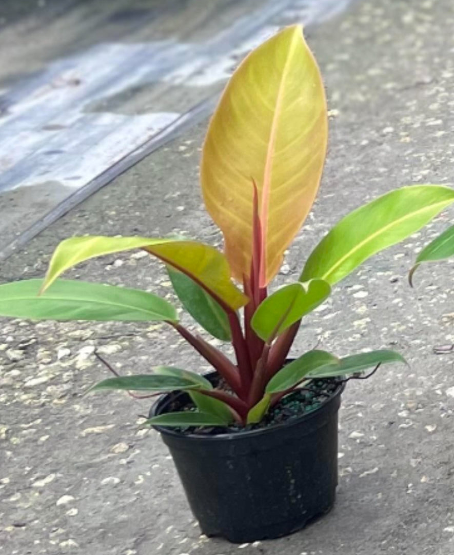 Philodendron Prince Of Orange
